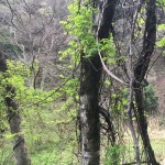 余呉に漆の木を探しに 余呉漆プロジェクト