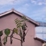 余呉漆を復活させたい
