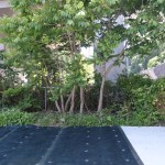 余呉漆復活プロジェクト6月その1