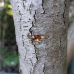 余呉漆復活プロジェクト6月その3 目立て