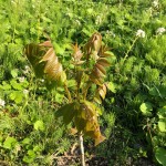 なぜ長浜で漆の木を植えようとしているのか